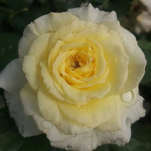 Vendita, rose rose floribunde - giallo - Rosa Tandinadi - rosa mediamente profumata - Mathias Tantau, Jr. - Fioritura precoce, fiore a grappolo